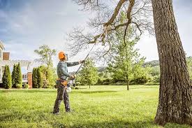 Best Palm Tree Trimming  in Nicollet, MN